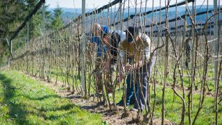 landwirtschaftliche Bearbeitung der eigenen Pflanzen